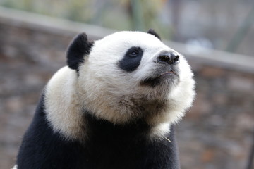 Close up Beautiful Face of Giant Panda name LinBing, Wolong, china