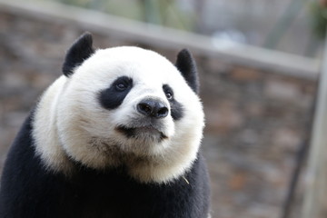 Obraz na płótnie Canvas Close up Beautiful Face of Giant Panda name LinBing, Wolong, china