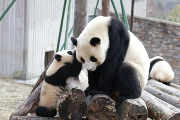 Obraz na płótnie Canvas Precious Moment of Mother Panda, Linping , and her Cub, Wolong Giant Panda Nature Reserve, China