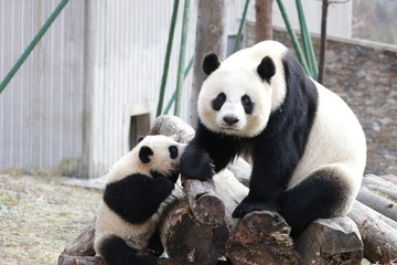 Naklejka na ściany i meble Precious Moment of Mother Panda, Linping , and her Cub, Wolong Giant Panda Nature Reserve, China
