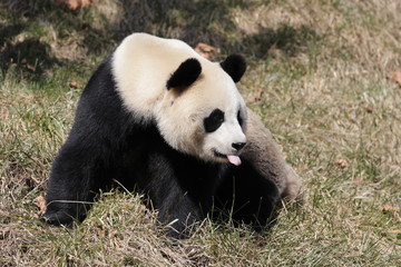 Fototapeta premium Sweet Panda is Sticking out her Tongue , China