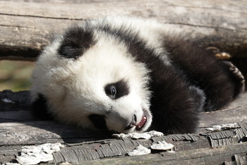 close up Sleeping Baby Panda 