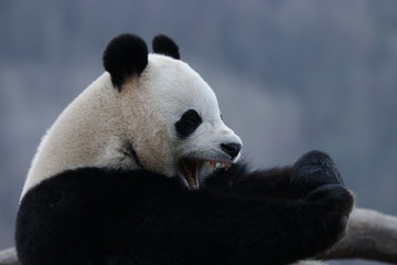 American born Panda, Bao Bao, is Yawning, Panda Paradise , China