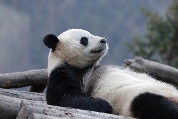 Fototapeta premium American Born Female panda, Bao Bao, is Chilling out in Winter time, Wolong Giant Panda Nature Reserve, China