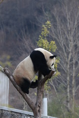 Obraz premium Playful Panda is having Fun on the Tree, Wolong Giant Panda Nature Reserve, China