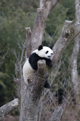 Happy Sleeping Panda on the Tree, Wolong Giant Panda Nature Reserve, China