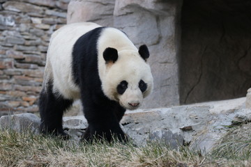 Male Panda, Wu Gang, Wolong Giant Panda Nature Reserve, China