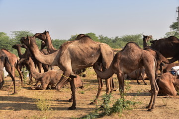 インドのラジャスタン州のプシュカル　一年に一度のラクダ祭期間中　砂漠に集まるラクダの群れ　可愛いラクダの赤ちゃん