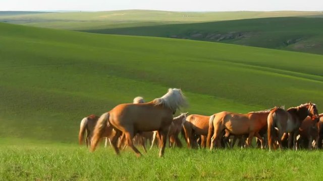 Mongolian horse running on the grassland	
