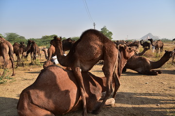 19 998 Flock Wisp Wall Murals Canvas Prints Stickers Wallsheaven