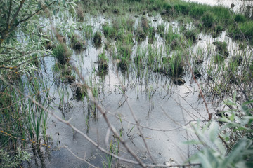 swamp with reeds from the water