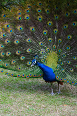 Obraz premium Colorful green and blue male peacock bird with its plume feathers tail fully opened