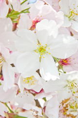 Obraz na płótnie Canvas Cherry blossoms in full bloom.