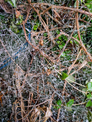 Natural abstract macro shot.