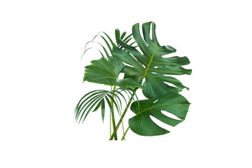The leaves of Monstera and Fern. The leaves separate the Swiss cheese plant separately on a white background.