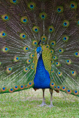 Obraz premium Colorful green and blue male peacock bird with its plume feathers tail fully opened
