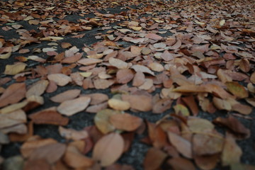 shallow deep of field with macro of leaves with soft light