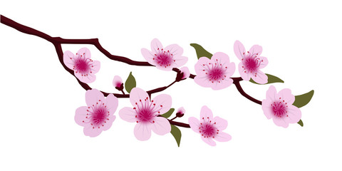 Japanese cherry blossoms, sakura,  vector illustration