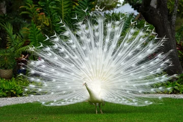 Poster Im Rahmen All white male peacock bird with its tail feathers opened © eqroy