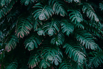 Naklejka na ściany i meble ropical leaves texture, abstract green leaves and dark tone process, nature pattern background