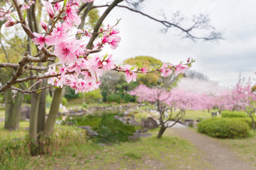 Blooming sakura tree in garden or park. Spring nature background