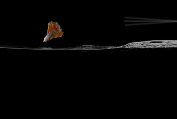 A yellow Halfmoon fighting fish is jumping by springboard with black background
