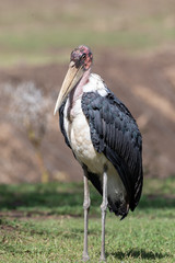 MARABOU STORK