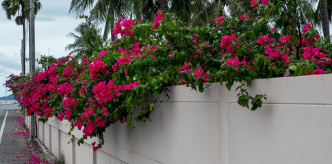 fuschia bougainvillea flowers hanging over wall on the side of the road