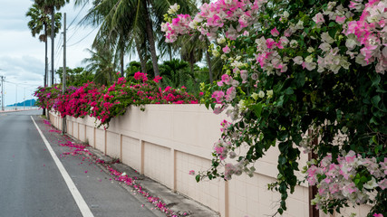 Fototapeta na wymiar fuschia and pink bougainvillea flowers hanging over wall on the side of the road