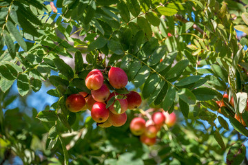 Red mirabelle cherry plums int the sun, growing on wild tree