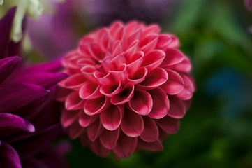 Dahlia