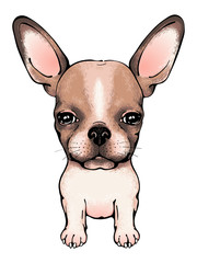 Cute puppy chihuahua. Drawn little dog