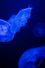 Jelly Blue