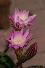 Pink cactus flower close up 7