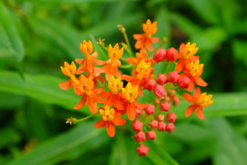 flower valentine's dau and everyday.