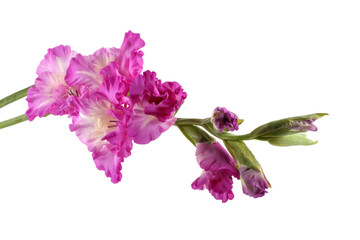 Bicolor gladiolus flower. Violet-white