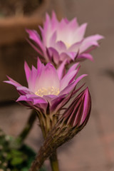 Pink cactus flower 14