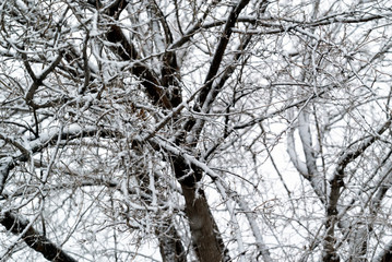Obraz premium Tree Branches Covered in Snow