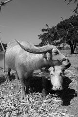 Buffalo in the farm.