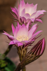 Pink cactus flower 8