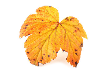 Currant autumn leaf