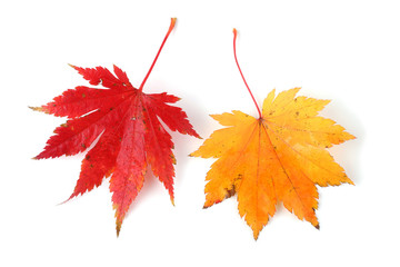 Beautiful autumn maple leaves isolated on white