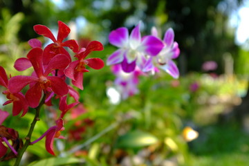 beautiful flower for valentine and everyday.