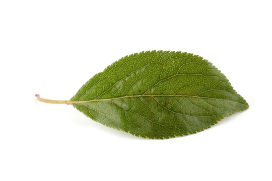 Plum leaf