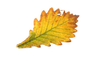 Autumn oak leaf