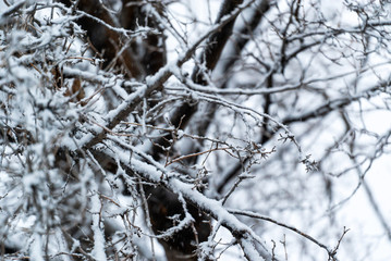 Snow Covered Tree Branches at Dusk in a Snowstorm