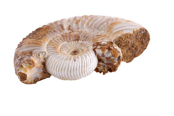 Ammonite isolated on white. Fossil