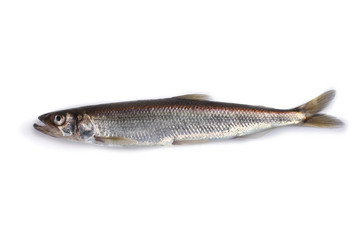 Smelt fish isolated on white (Osmerus mordax, biggest smelt variety)