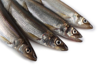 Smelt fish isolated on white (Osmerus mordax, biggest smelt variety)