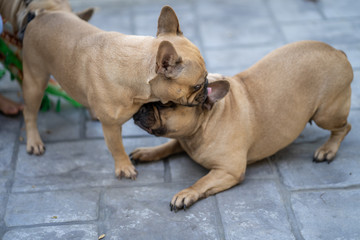 two french bulldog playing outdoor.